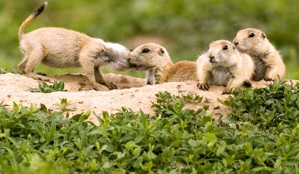 Фото: Луговые собачки