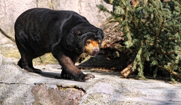 Фото: Малайский медведь (бируанг)