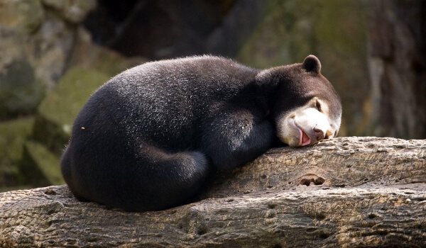 Фото: Малайский медведь из Красной книги