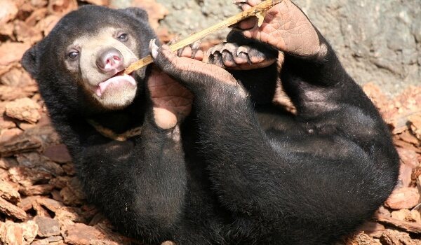 Фото: Малайский солнечный медведь