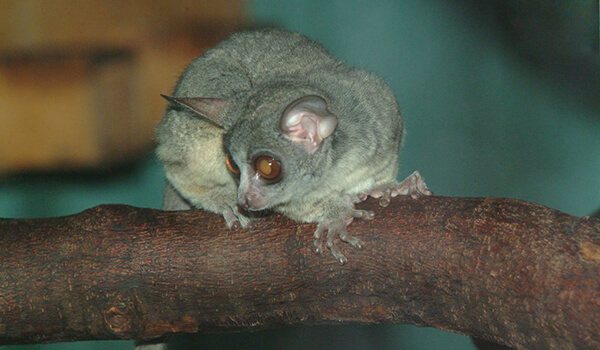 Фото: Маленький сенегальский галаго