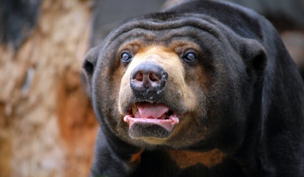 Фото: Медведь-собака