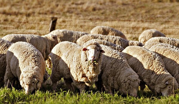 Фото: Мериносы в России