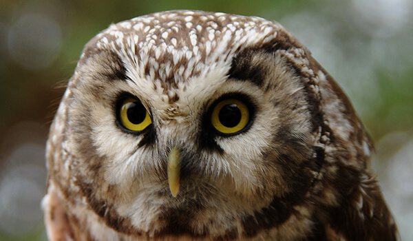 Фото: Мохноногий сыч