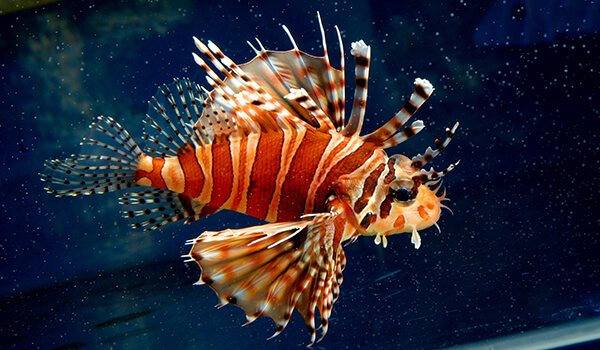 Фото: Крылатка