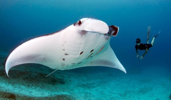 Фото: Морской дьявол, или манта