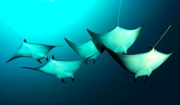 Фото: Морской дьявол из Красной книги