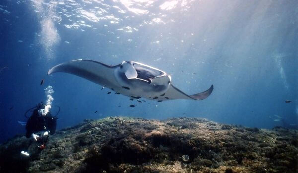 Фото: Морской дьявол под водой