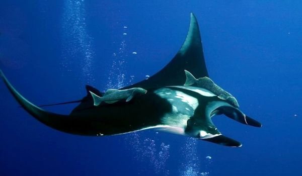 Фото: Морской дьявол в дикой природе