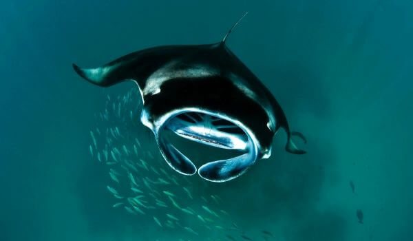 Фото: Морской дьявол в воде