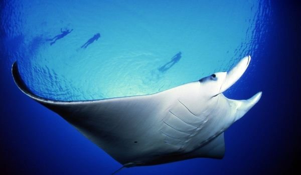 Фото: Морской дьявол