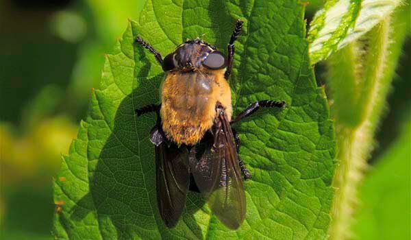 Фото: самолет Овод