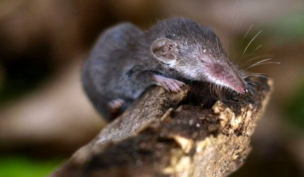 Фото: Мышь землеройка