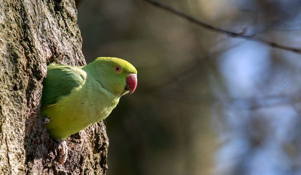 Фото: Ожереловый попугай в природе