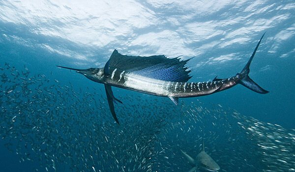 Фото: Парусник в воде