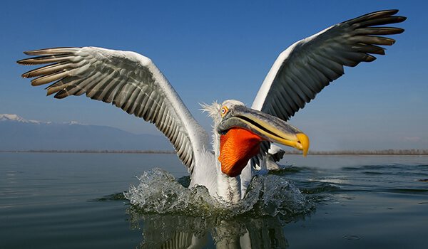 Фото: Пеликан