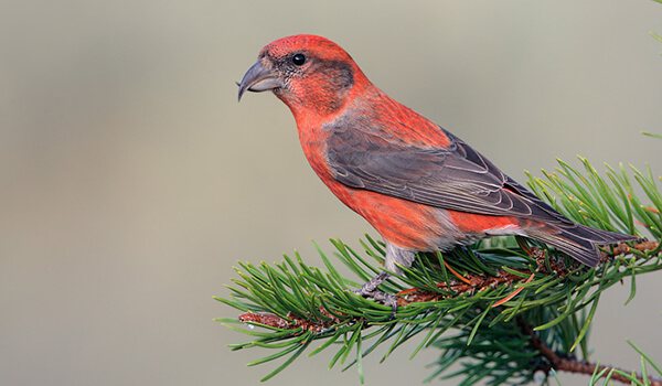 Фото: певчий клест