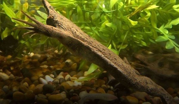 Фото: Пипа в воде