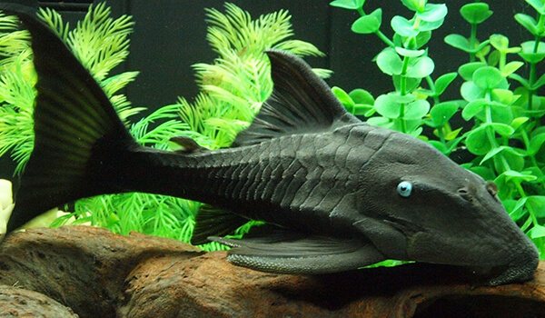 Фото: Плекостомус