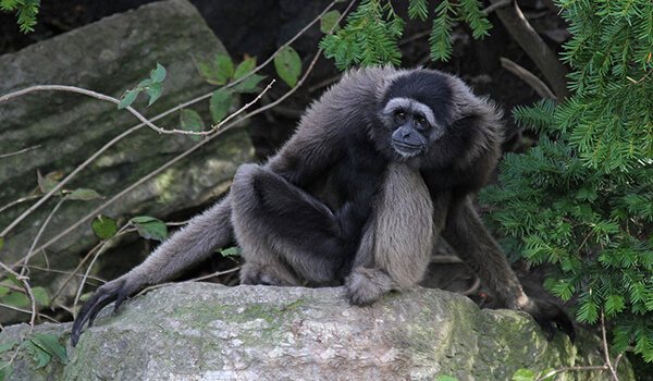 Фото: Пожилой гиббон