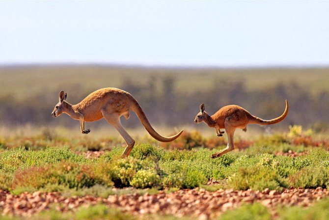 картинка прыгающего кенгуру