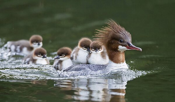 Фото: Крохали и куры