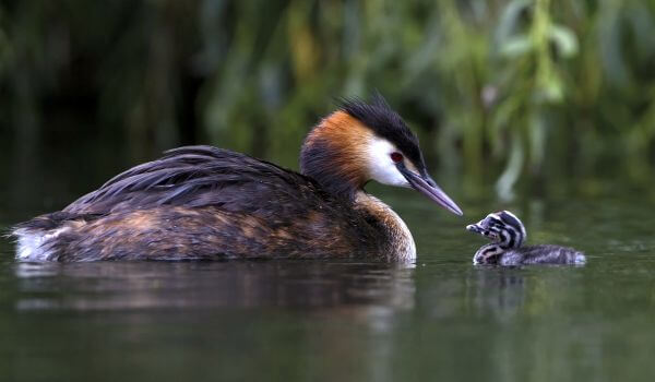 Фото: Птенец большой поганки
