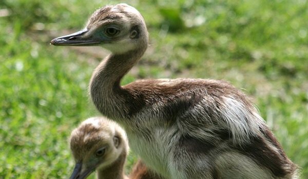 Фото: Птенец нанду