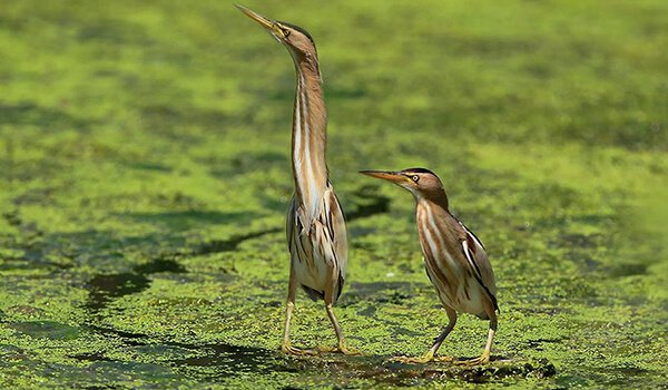 Фото: Птенец выпи