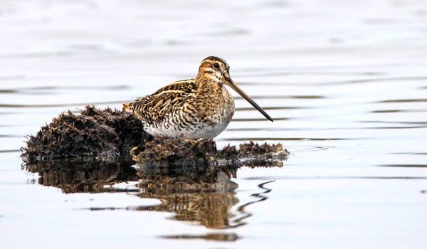 Фото: Птица бекас