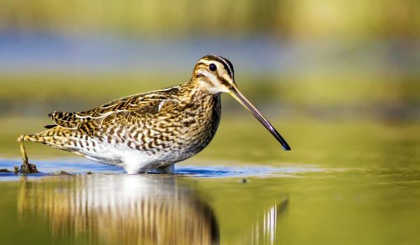 Фото: Птица бекас