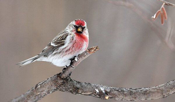 Фотография: “Птица, танцующая чечетку
