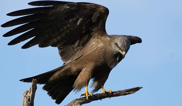 Фото: Птица-черный коршун