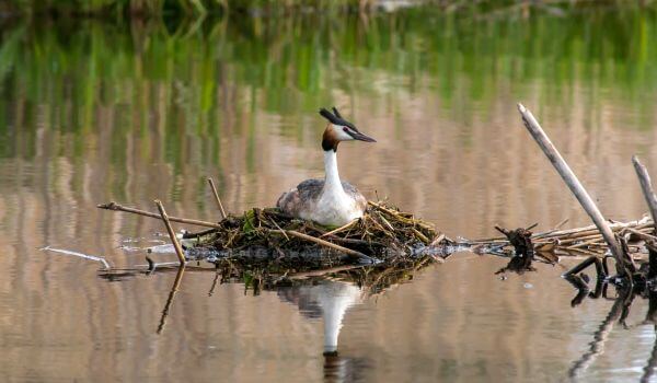 Фото: Поганка в России