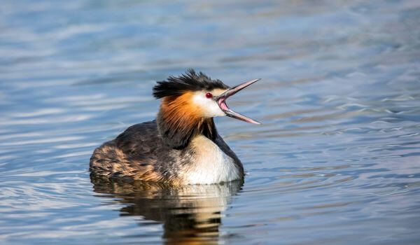 Фото: Большой ковш