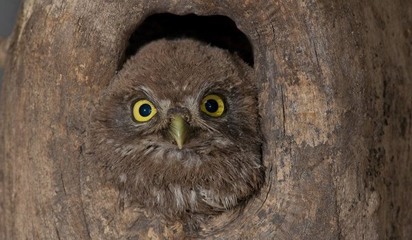 Фото: Птица домовой сыч