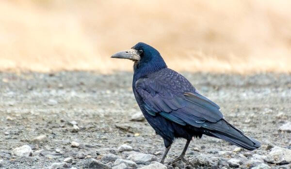 Фото: птица ладья