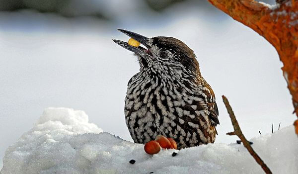 Фото: Птица кедровка