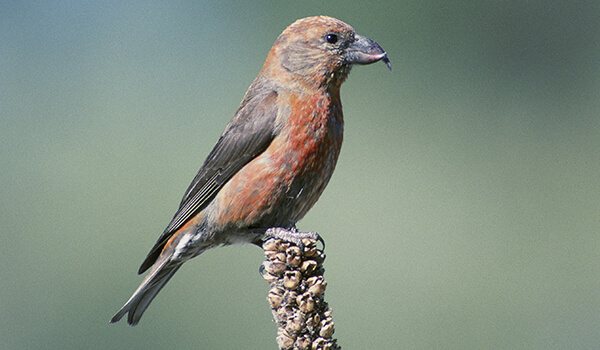 Фото: Клест