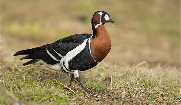 Фото: Птица краснозобая казарка