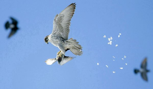 Фото: птица кречет из Красной книги
