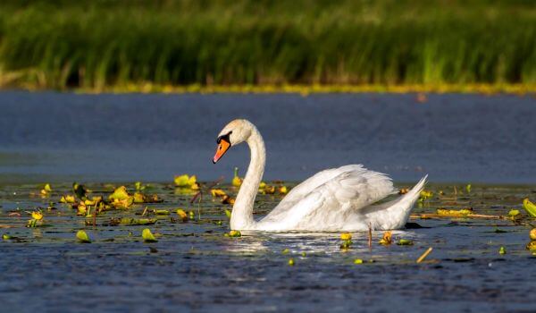 Фото: птица-лебедь-шипун