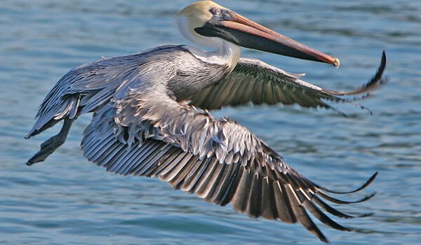 Фото: Птица пеликан