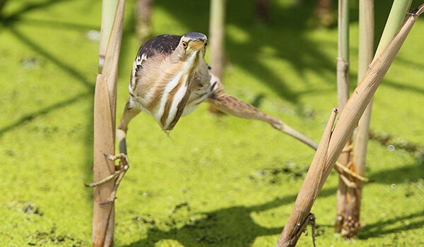 Фото: Птица выпь
