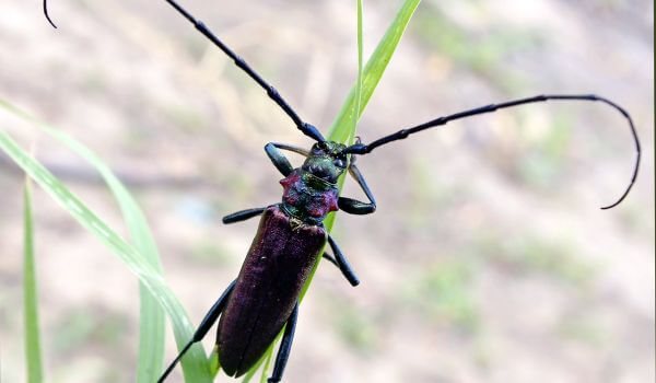 Фото: Реликтовый дровосек из Красной книги