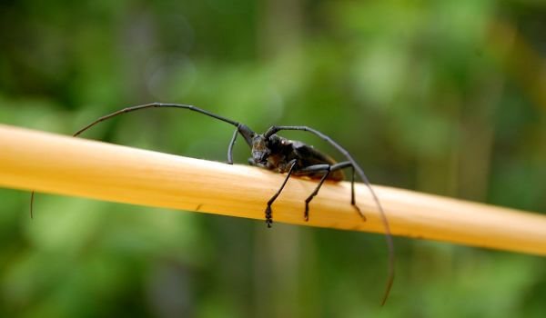 Фото: Реликтовый дровосек Красная книга