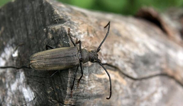 Фото: Реликтовый дровосек