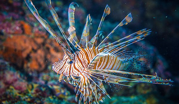 Фото: Крылатка