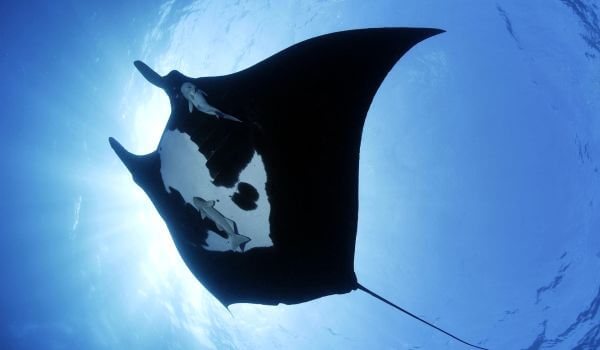 Фото: Удильщик