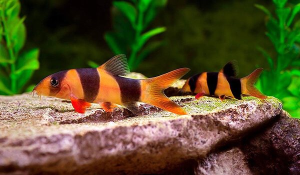 Фото: Рыбки боция клоун